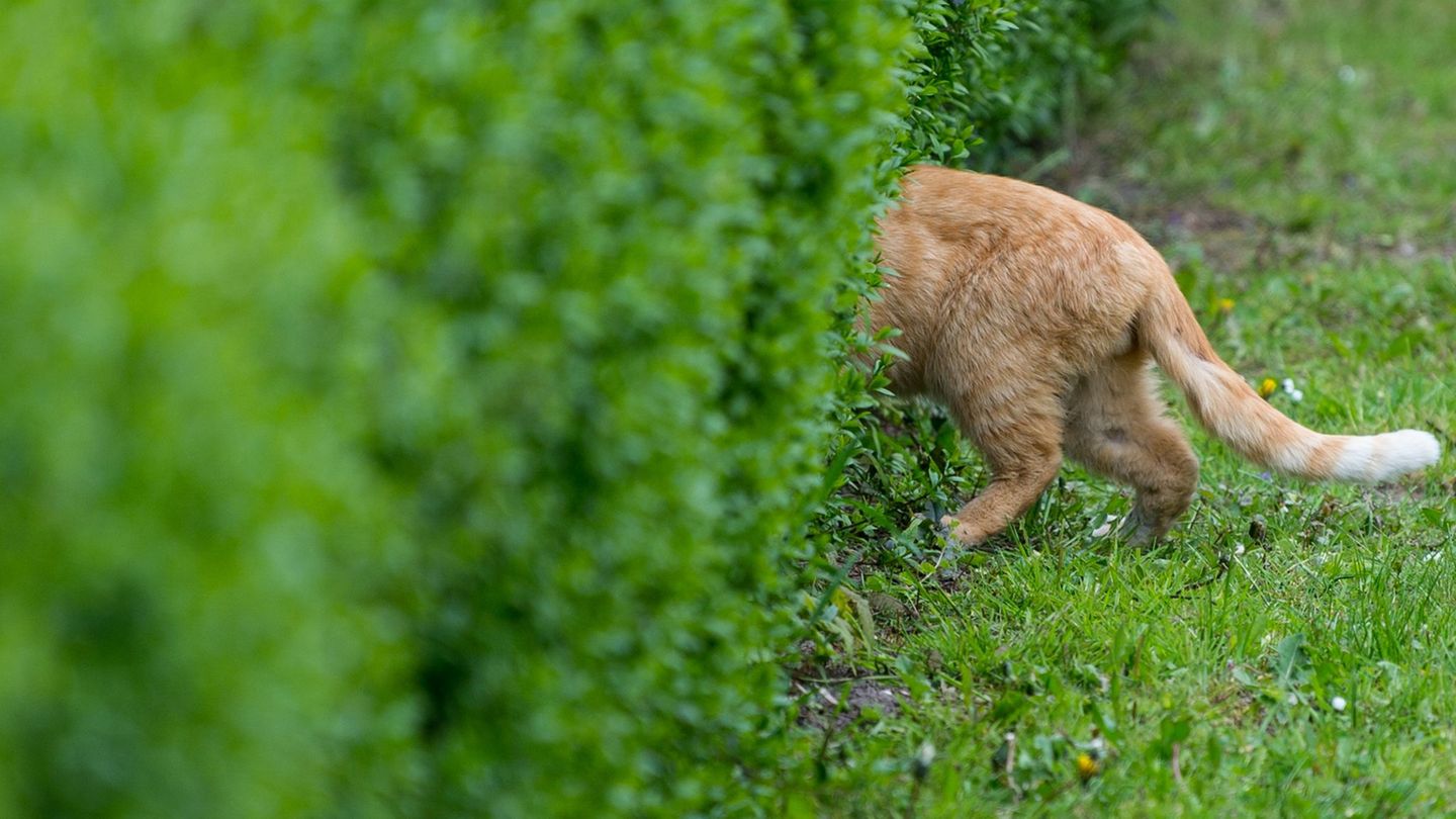 Tiere: Katze mit Luftgewehr angeschossen – Polizei sucht Zeugen