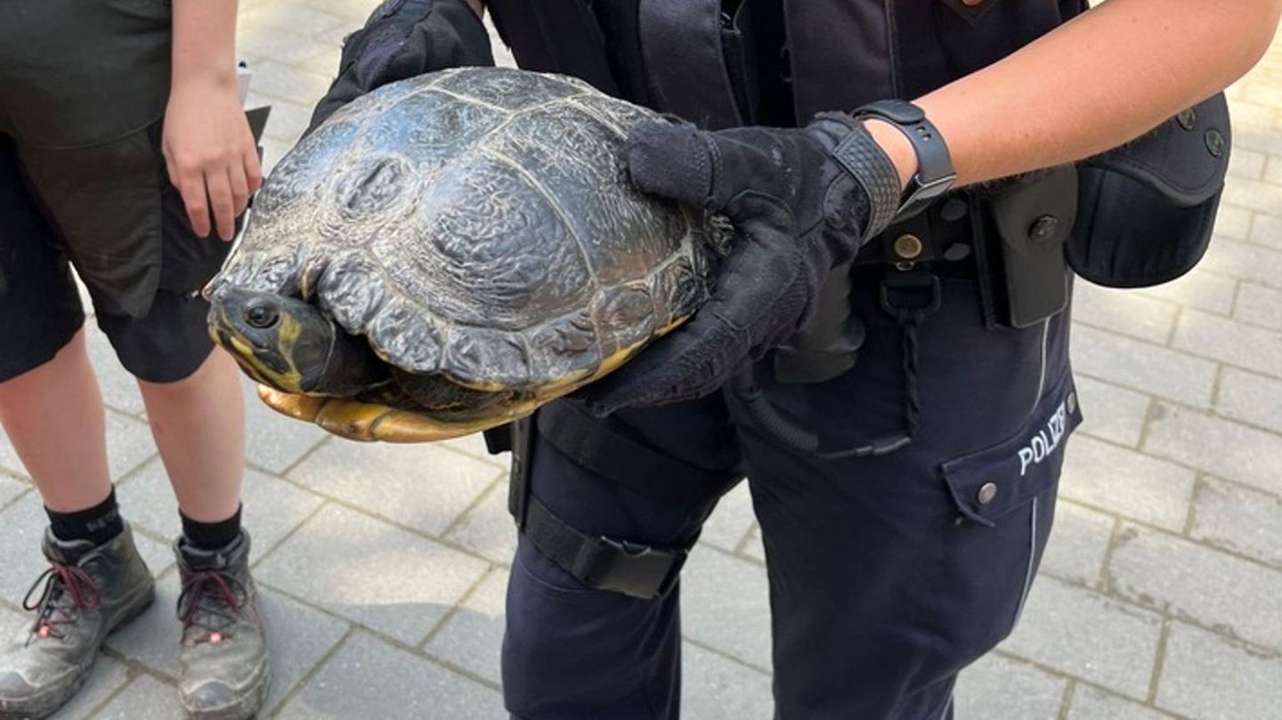 Kurioser Fund: Polizei holt Schildkröte von Autobahn