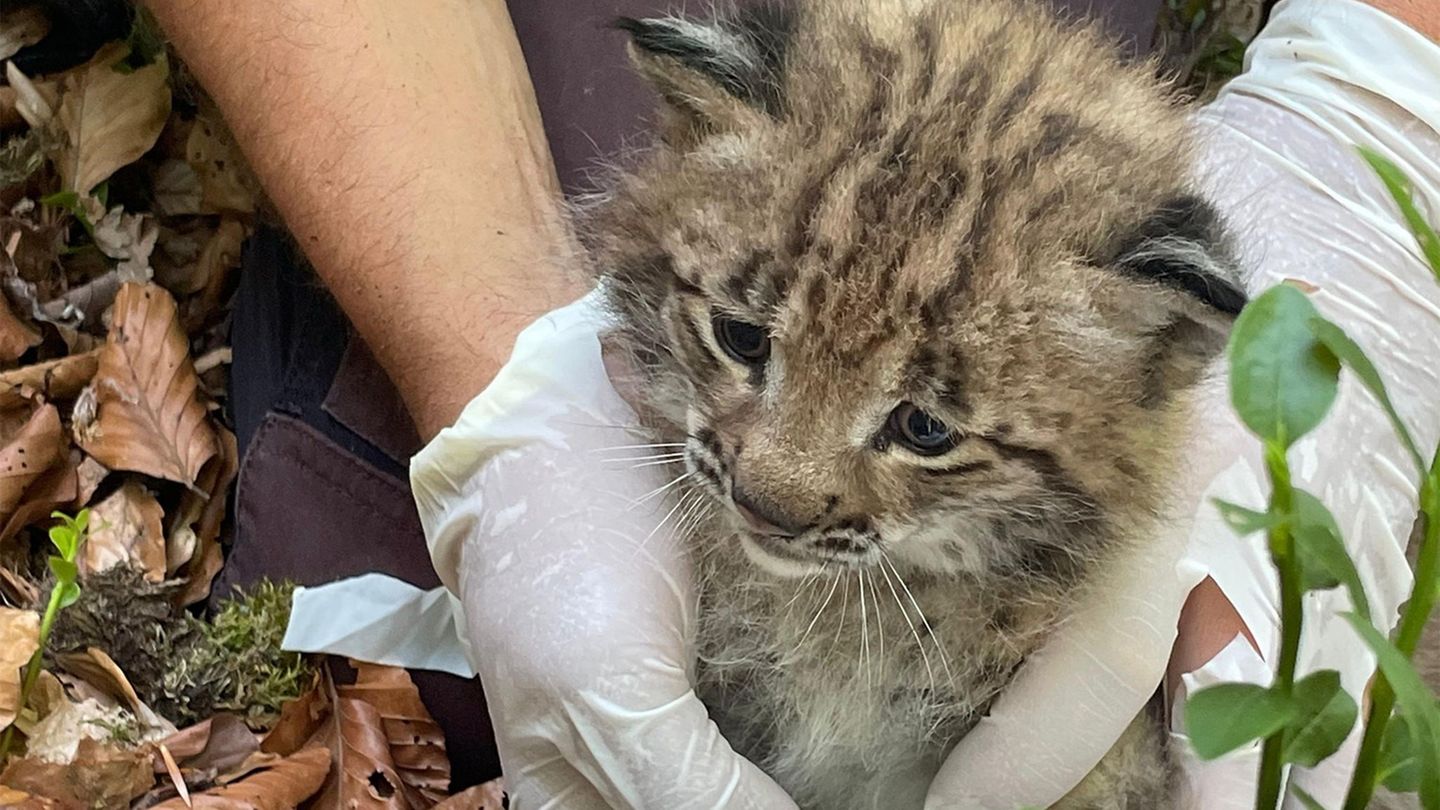 Tiere: Seltenes Luchs-Baby im Südwesten - warum das wichtig ist