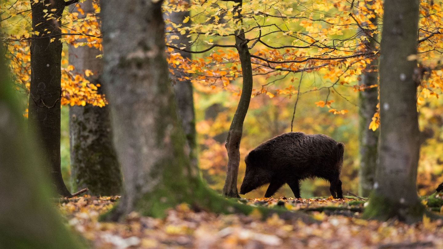 Verabschiedung im Landtag: Land will mit neuem Jagdrecht mehr Tierschutz ermöglichen