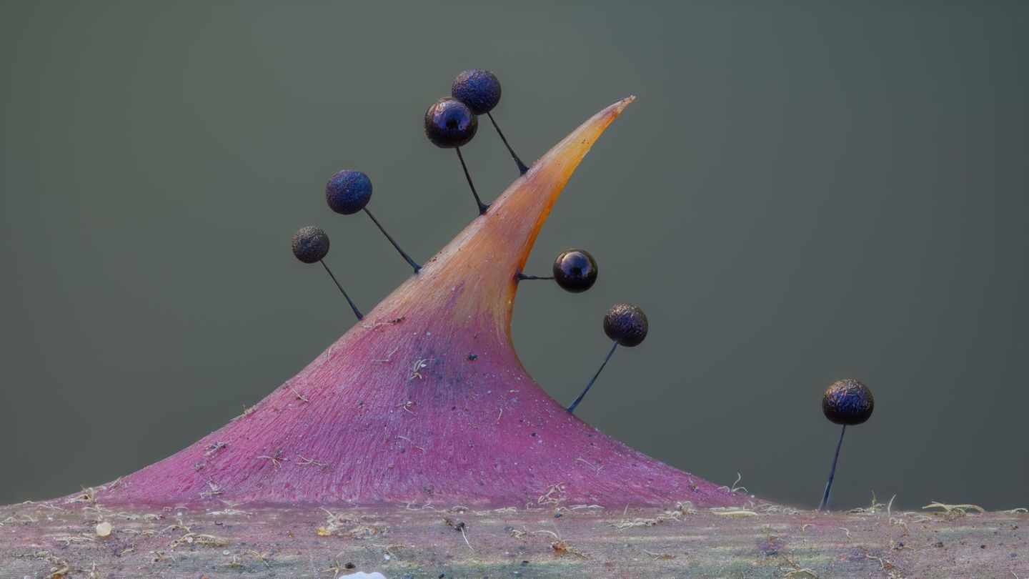 Little Slimes: Tiny Smarties Without Brains in Our Forests