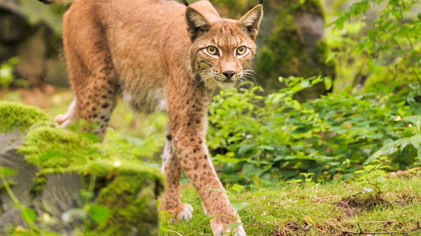 Natur: Koda lebt jetzt im Pfälzerwald - Luchs ausgewildert