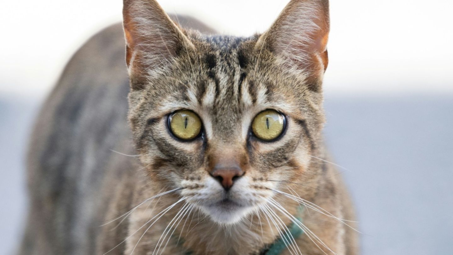 Mit Katzenlauten aus Smartphone: Feuerwehr in Aurich befreit Katze aus Motorraum