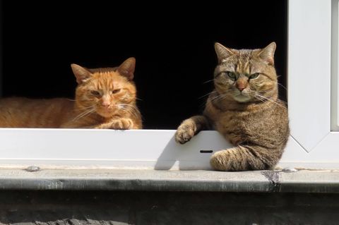 Zwei Katzen schauen aus einem Fenster