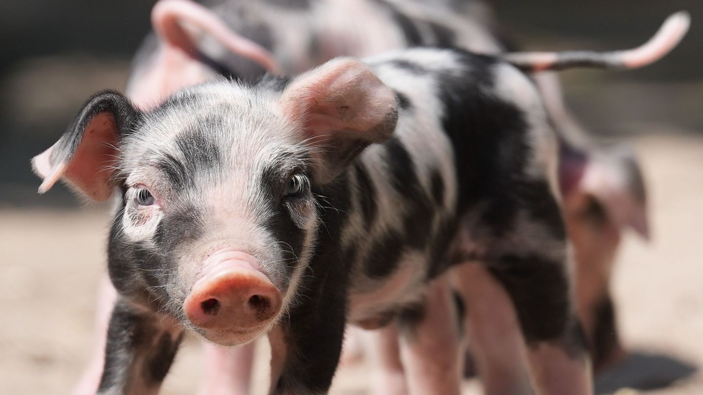 Tiere: Schlamm, Sand und Eisbombe - so geht tierischer Hitzeschutz