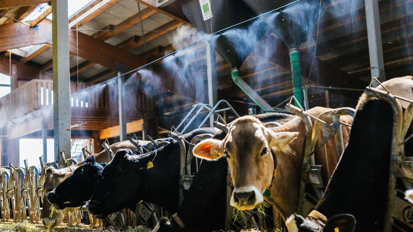 Tiere: Nebelanlage sorgt für Abkühlung im Kuhstall