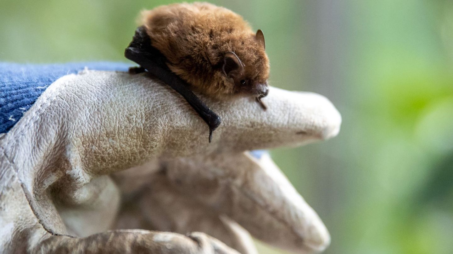 Tiere: Jungtiere leiden unter hohen Temperaturen