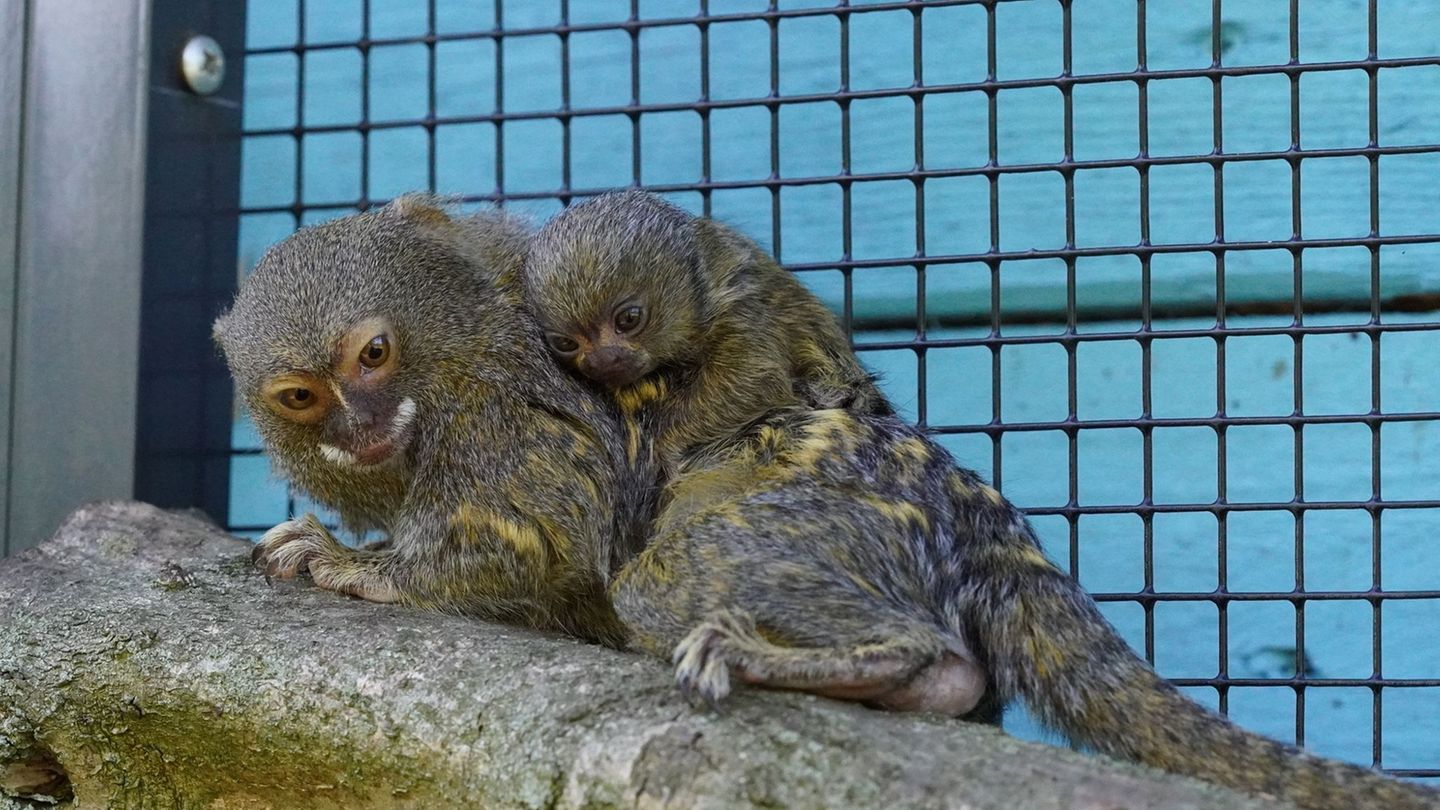 Gefährdete Art: Zwergseidenäffchen im Tiergarten Kleve geboren