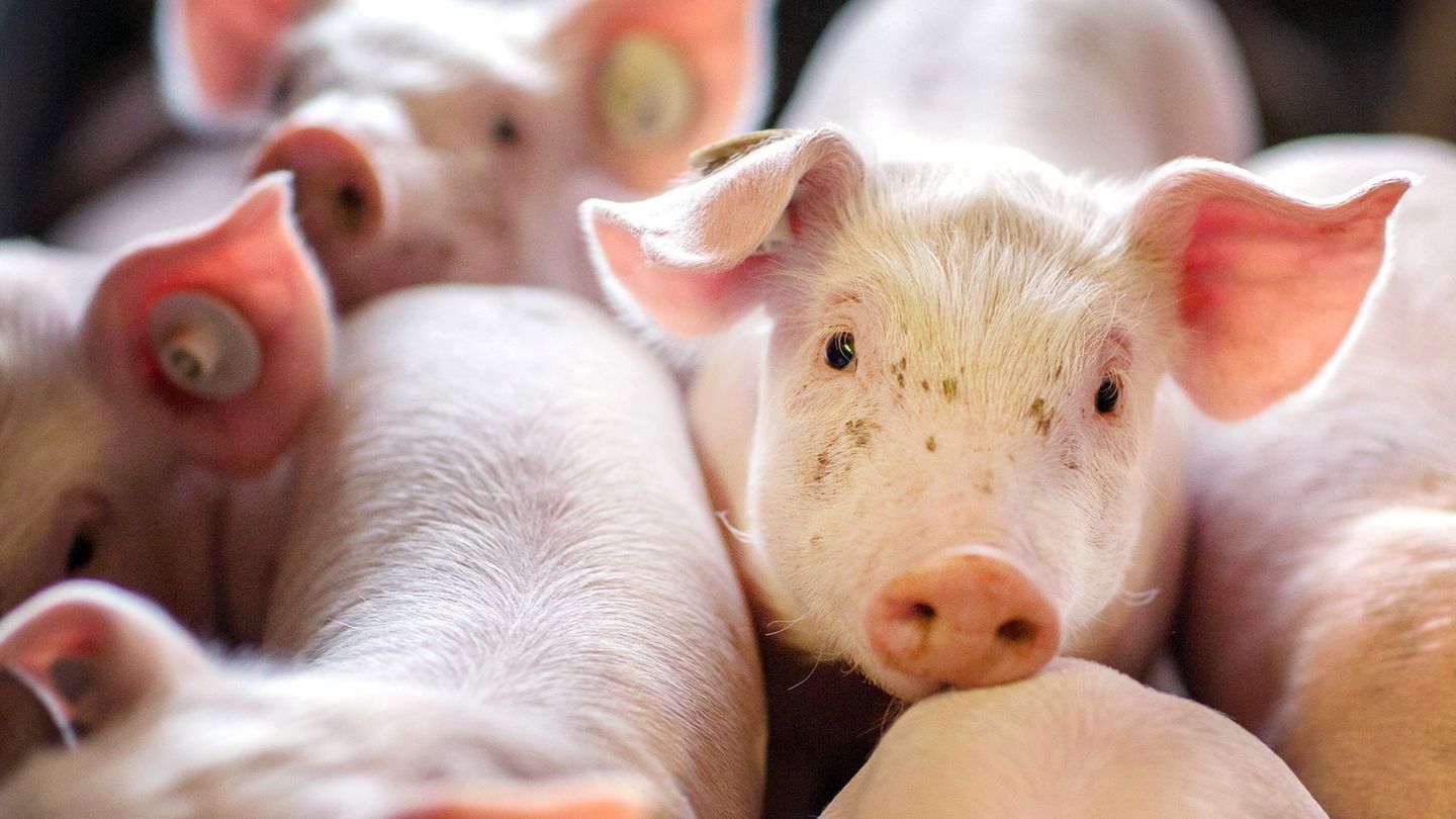 Laster mit Tieren kontrolliert: 580 Ferkel dehydriert in überhitztem Transporter entdeckt