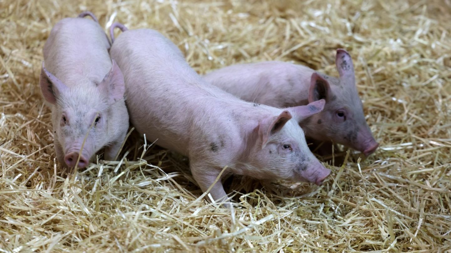 600 Ferkel ohne Wasser: Autobahnpolizei stoppt Tiertransport bei Hitze in Bayern