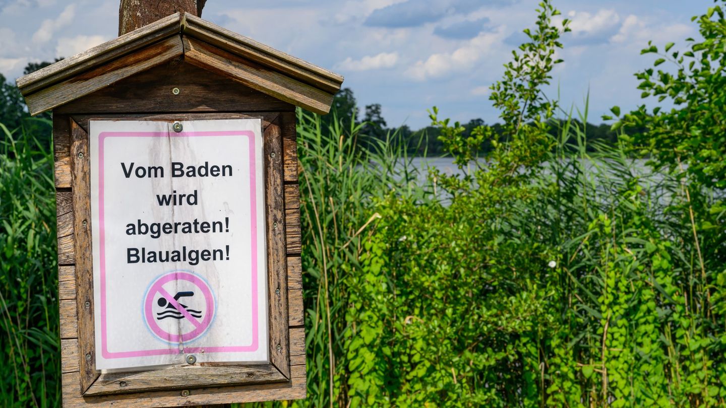 Hitze: Blaualgen und Zerkarien entwickeln sich in einigen Gewässern