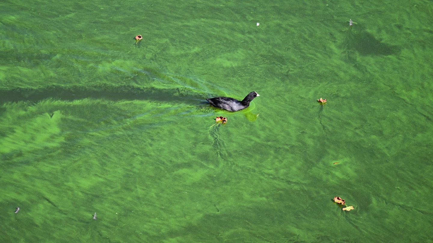 Badeseen: Probleme mit Blaualgen in Talsperre Bautzen