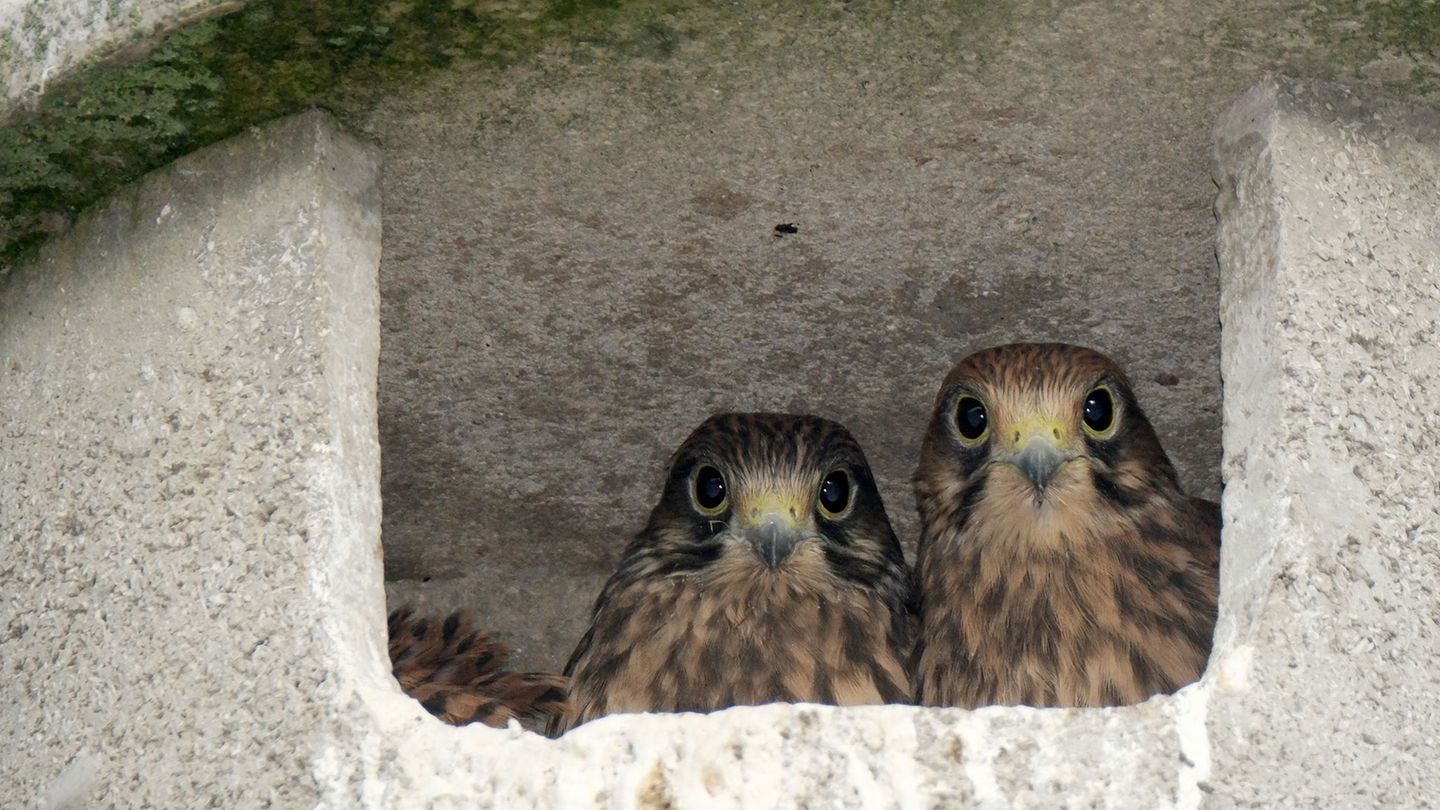 Tiere: Vier junge Falken gerettet - hinter heißem Blech eingeklemmt