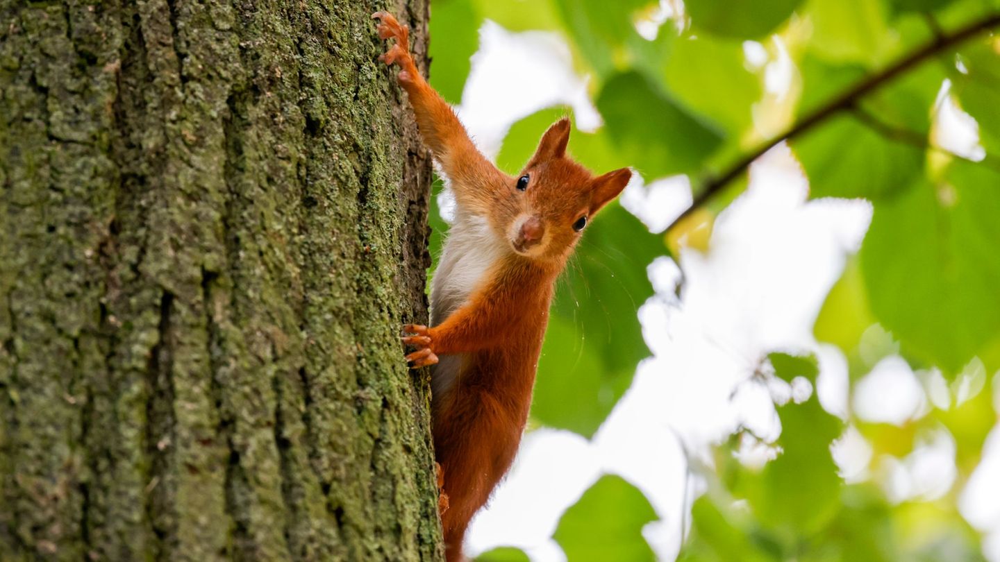 Tipps von Profis: Hitze in NRW: Wie man Wildtieren helfen kann