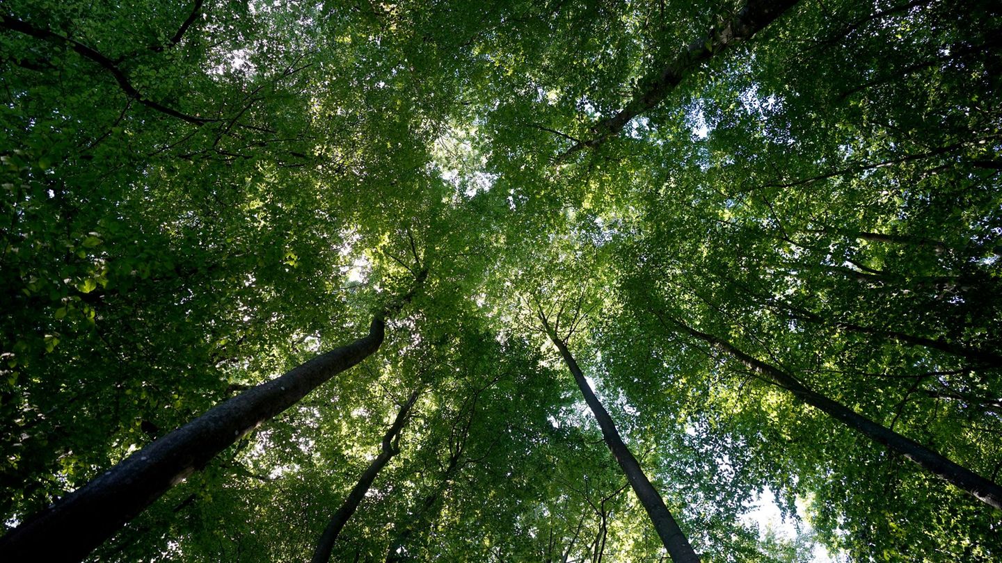Schleswig-Holstein: Waldbrandgefahr steigt – Förster mahnen zur Vorsicht