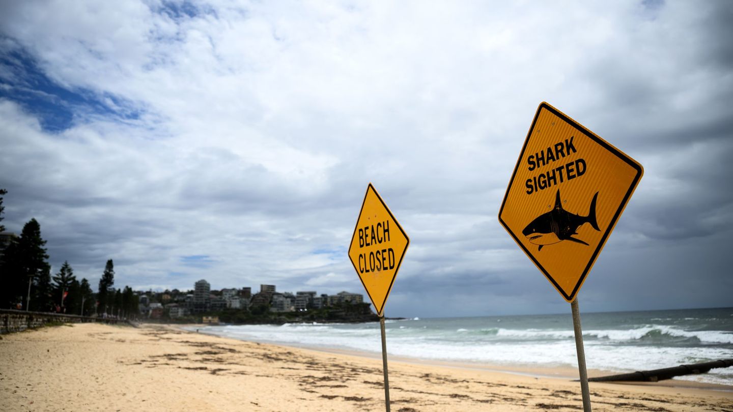Auch Bondi Beach geschlossen: Vierter Tag in Folge: Hai-Alarm an Sydneys Stränden