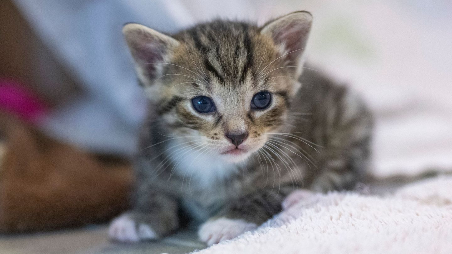 Tierschutz: Katzenbaby in Plastiktüte – Polizei stoppt Frau am Bahnhof