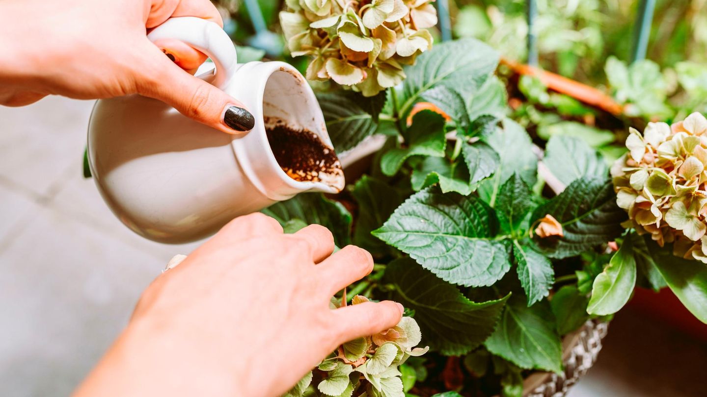 Im Garten: Die häufigsten Fehler beim Düngen mit Kaffeesatz