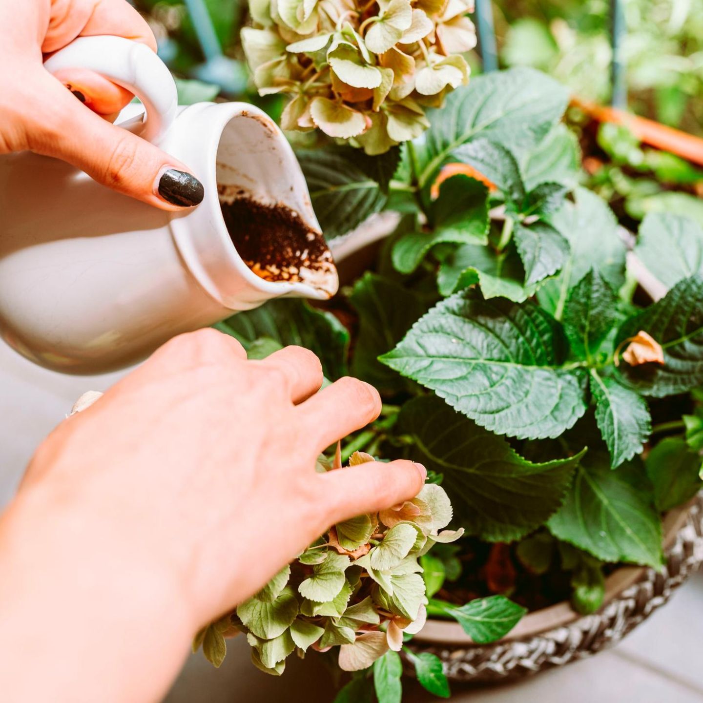 Im Garten: Die häufigsten Fehler beim Düngen mit Kaffeesatz