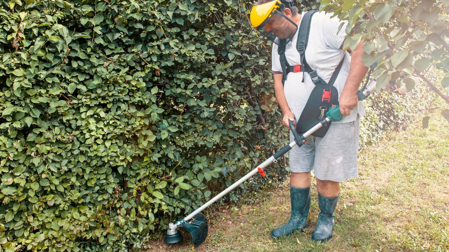 Starker Deal: Schluss mit dem Wildwuchs: Bosch Freischneider jetzt 31 Prozent günstiger