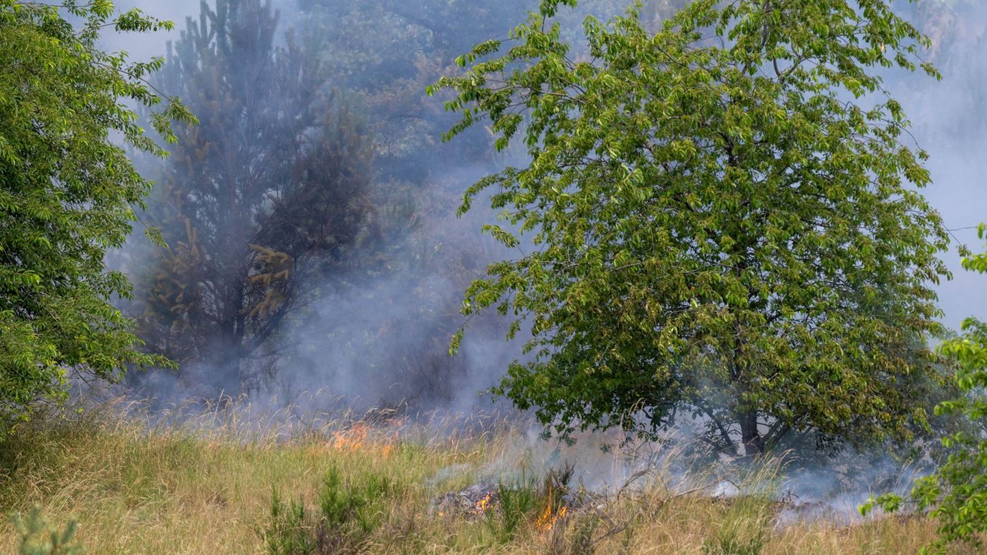 Hitze und Trockenheit: Brandgefahr: Feier zu Unesco-Welterbe Buchenwälder abgesagt