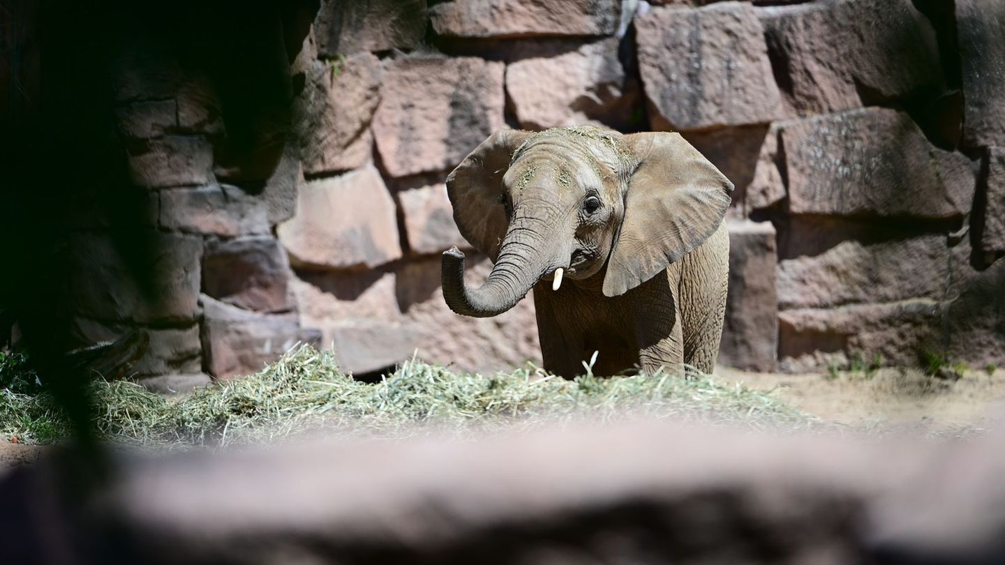 Afrikanische Elefanten: Afrikanische Elefanten zurück im Tierpark Berlin