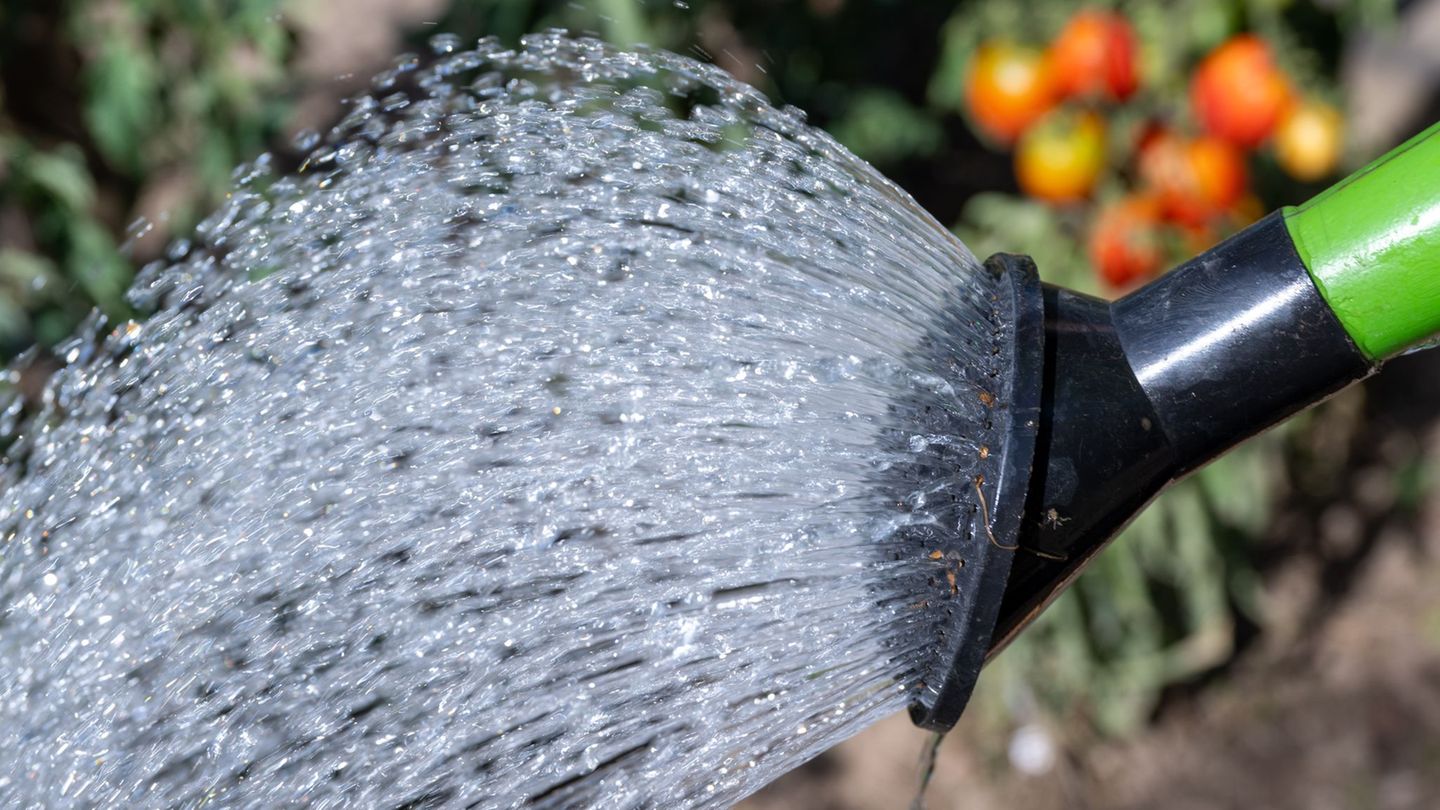 Anhaltende Hitzewelle: Kein Gießwasser mehr aus Bächen: Mainz spricht Verbot aus