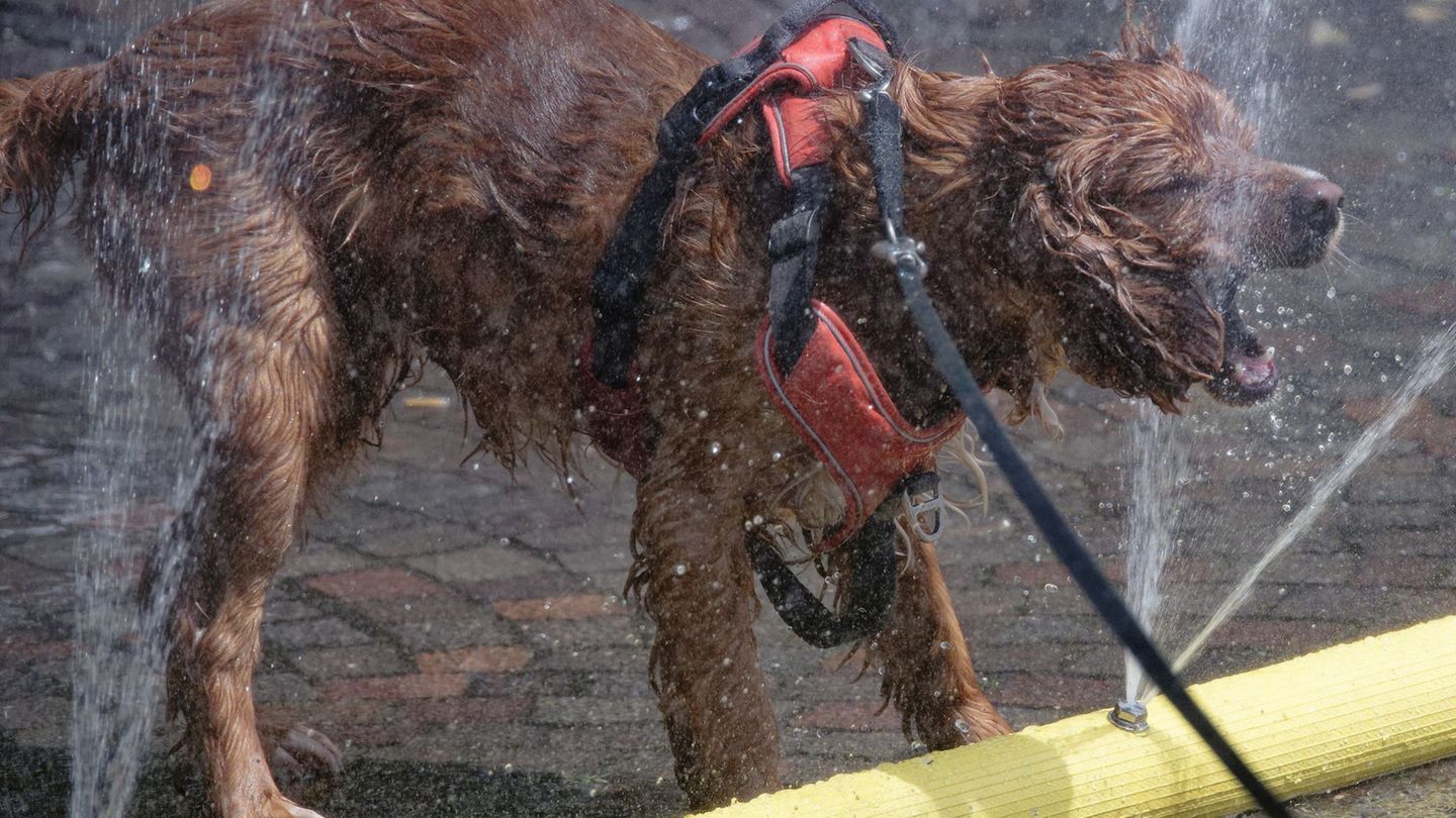 Hitzefalle Auto: Warum Hunde bei Wärme schnell in Lebensgefahr geraten