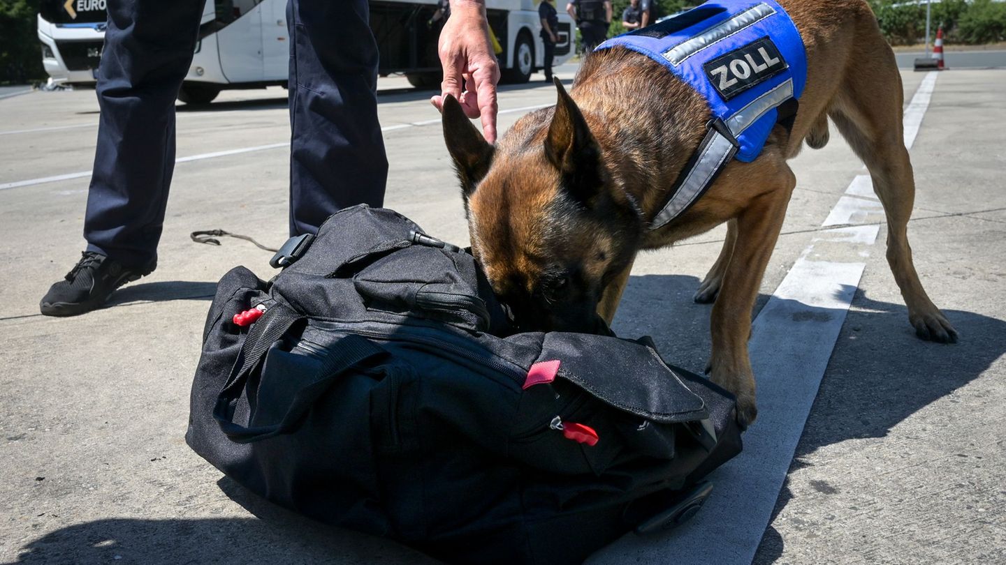 Zollhunde: Ausgezeichnete Spürnase: Wie Riki und Co. beim Zoll helfen
