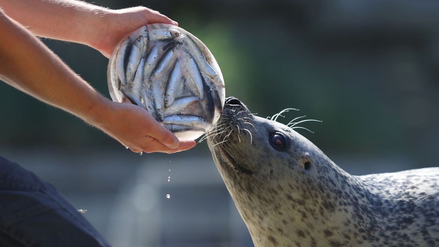Tierische Abkühlung: Eisbomben und Duschen zur Erfrischung von Zootieren