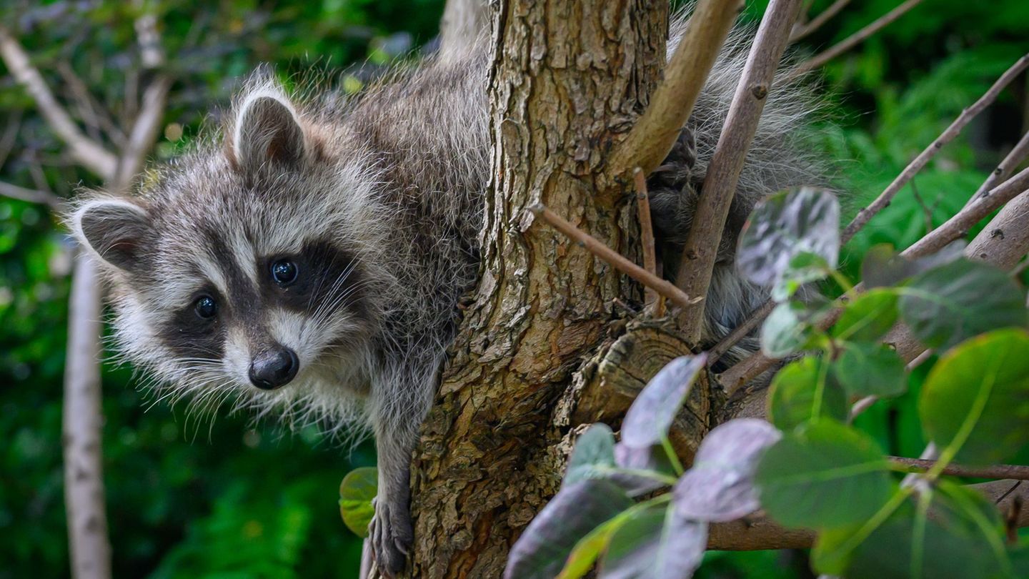 Tierischer Einsatz: Was der Waschbär auf der Polizistenschulter macht