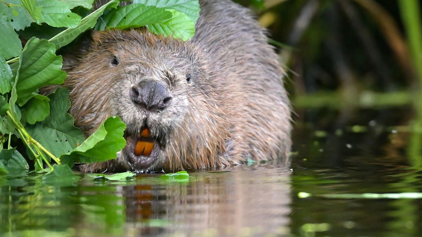 Tierrettung: Biber Barbara überlebt Zugunfall