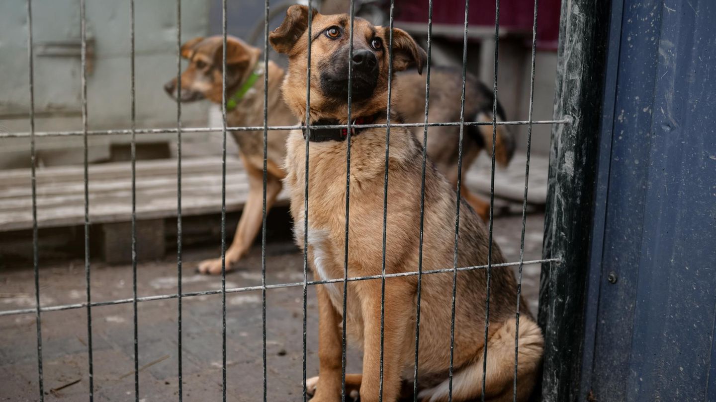 Kalifornien: Polizei findet 117 tote Hunde auf Gelände von Tierrettungsstation