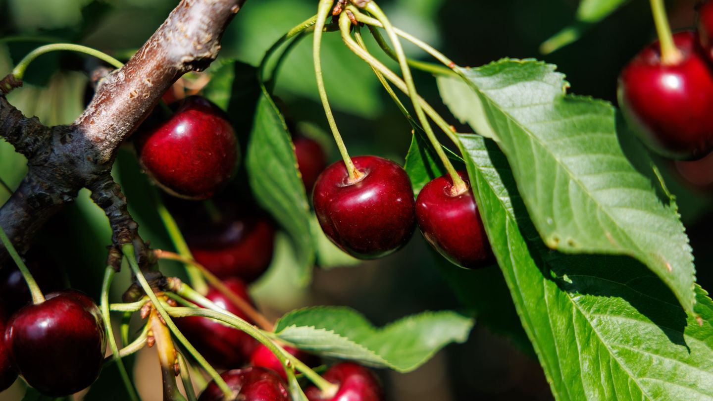 Obst: Kirschen satt - gute Ernte in Bayern erwartet
