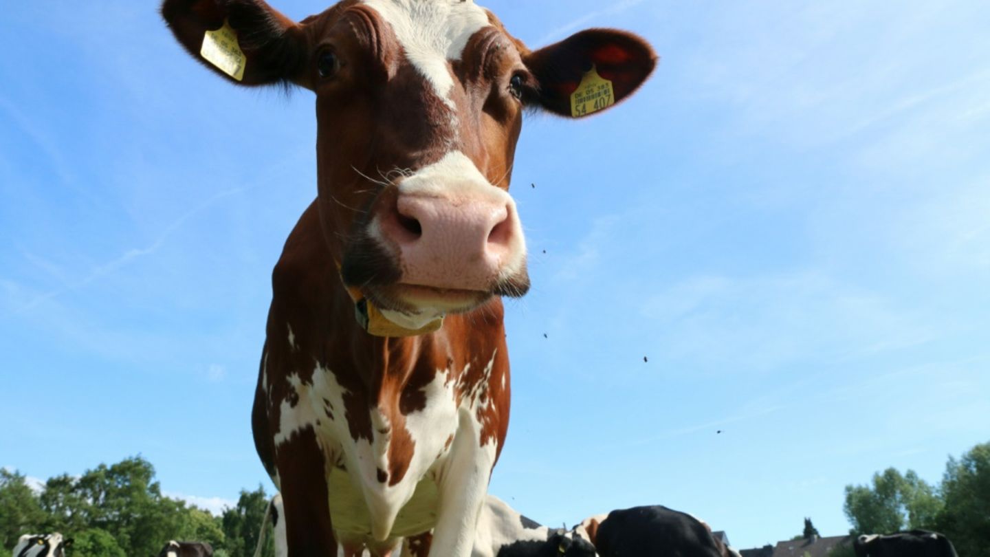Jeder Zweite auf dem Dorf hält Landleben für sehr gesund