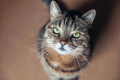 Eine Katze guckt entschlossen