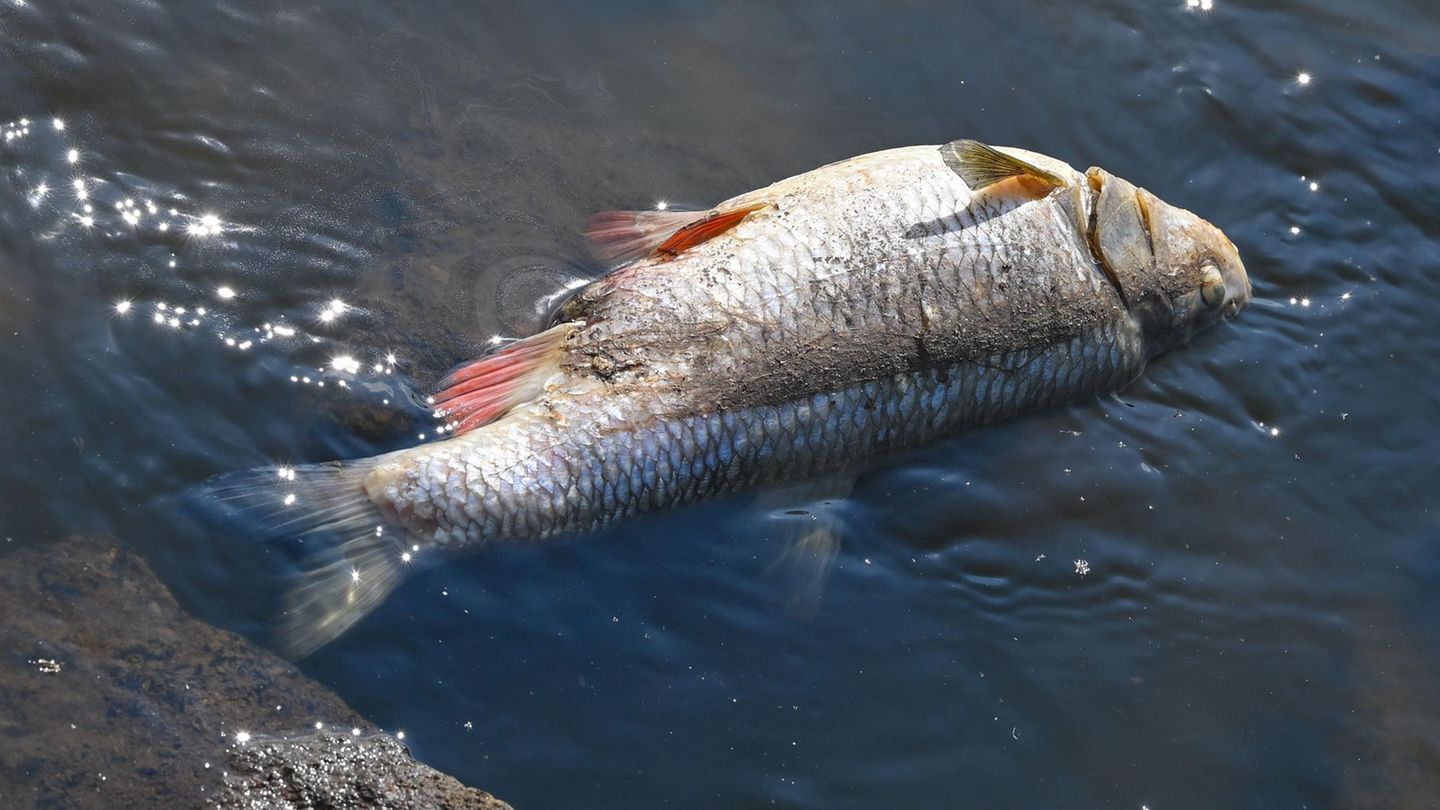 Heat wave heats up rivers: Why the heat is becoming dangerous for fish