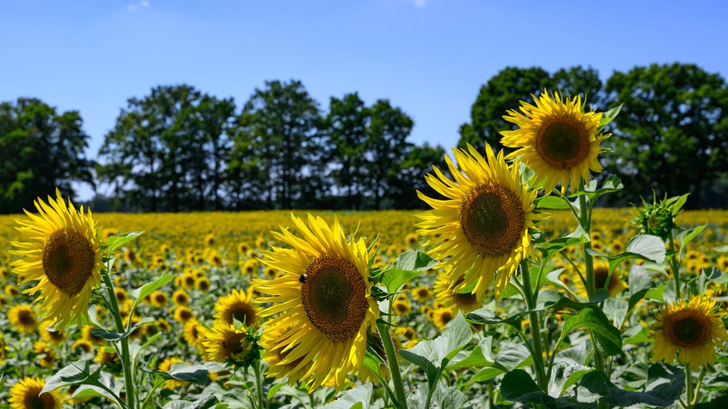 Sommerwetter: Hier wird es in den nächsten Tagen am wärmsten