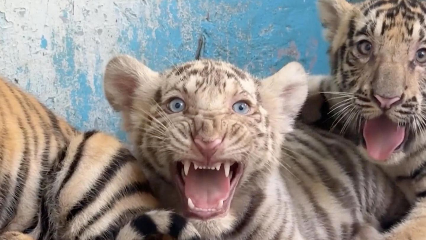 Sensation at the Zoo: Albino Bengal Tiger Born in Havana