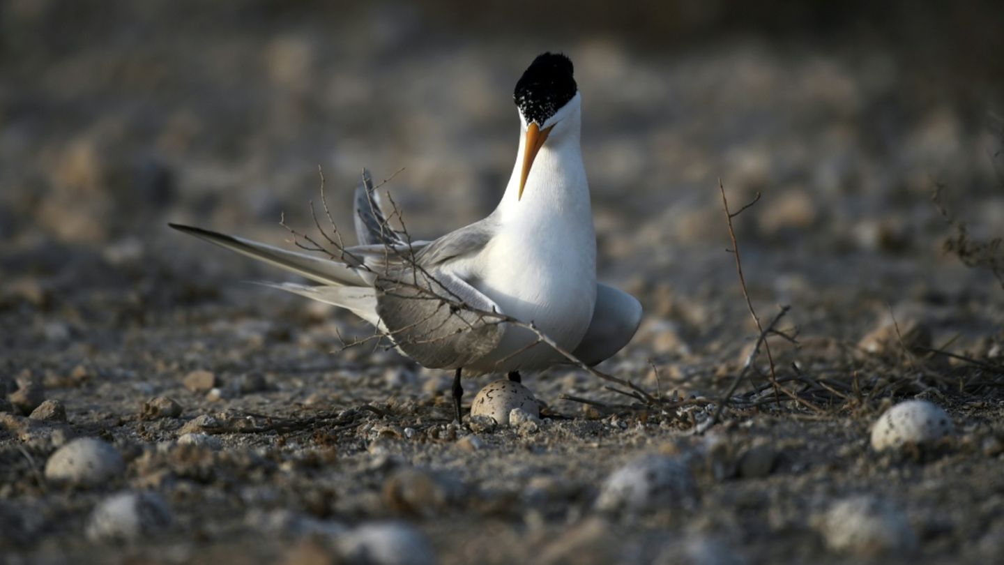 Vogelgrippe-Virusvariante H5 erstmals bei australischem Meeresvogel nachgewiesen