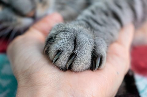Was wollen uns Katzen sagen, wenn sie uns mit der Pfote berühren?