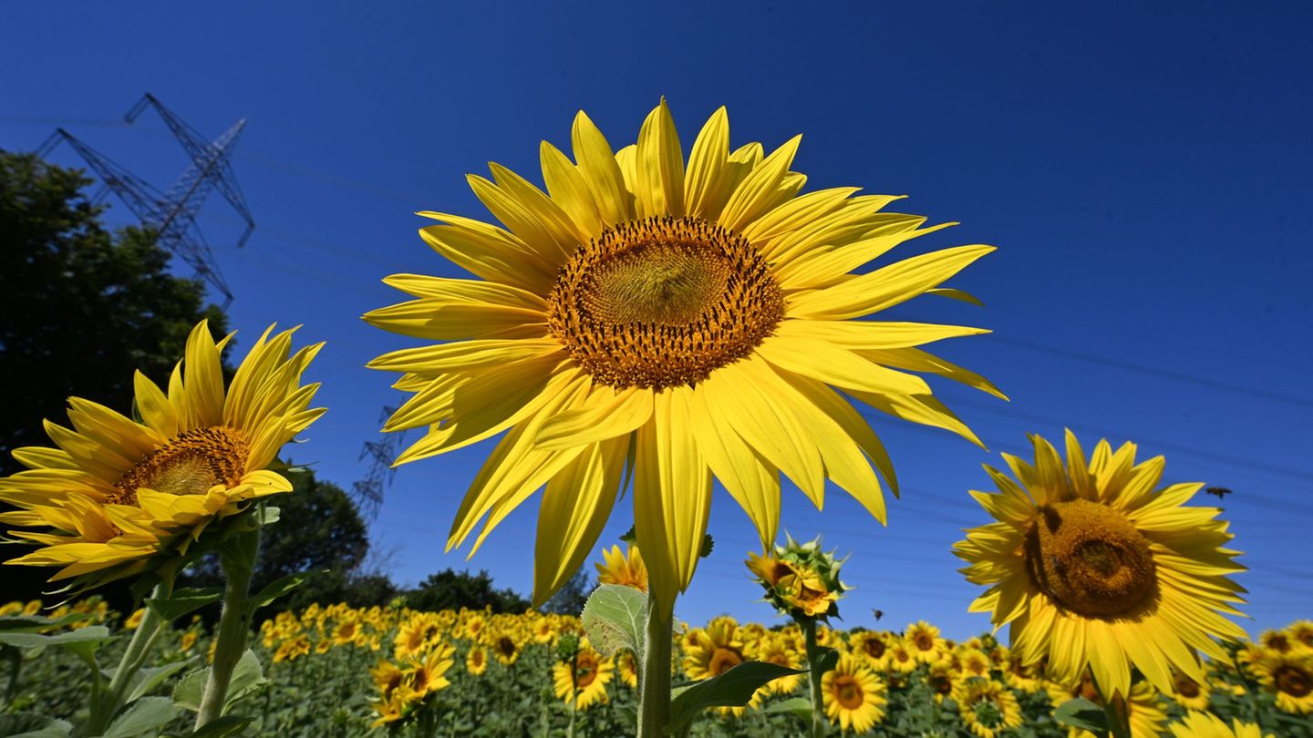 Wettervorhersage: Bis zu 35 Grad - Sommerhitze in Hessen