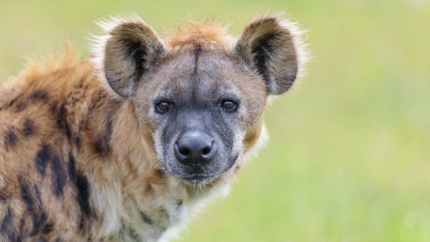 Feige und hinterlistig?: Studie räumt mit König-der-Löwen-Gerücht auf: Hyänen sind gar nicht böse