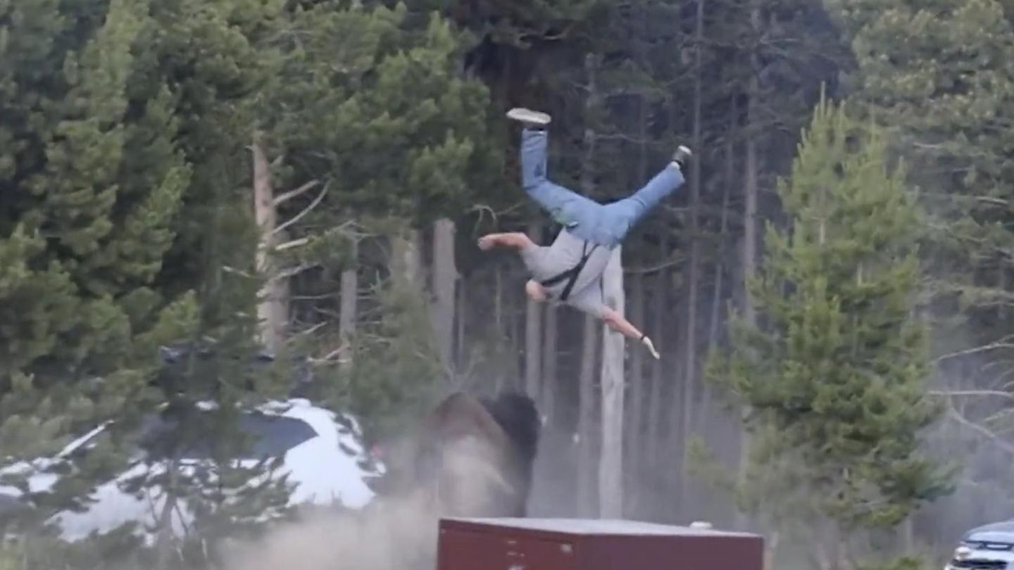 Bison throws man two and a half meters into the air