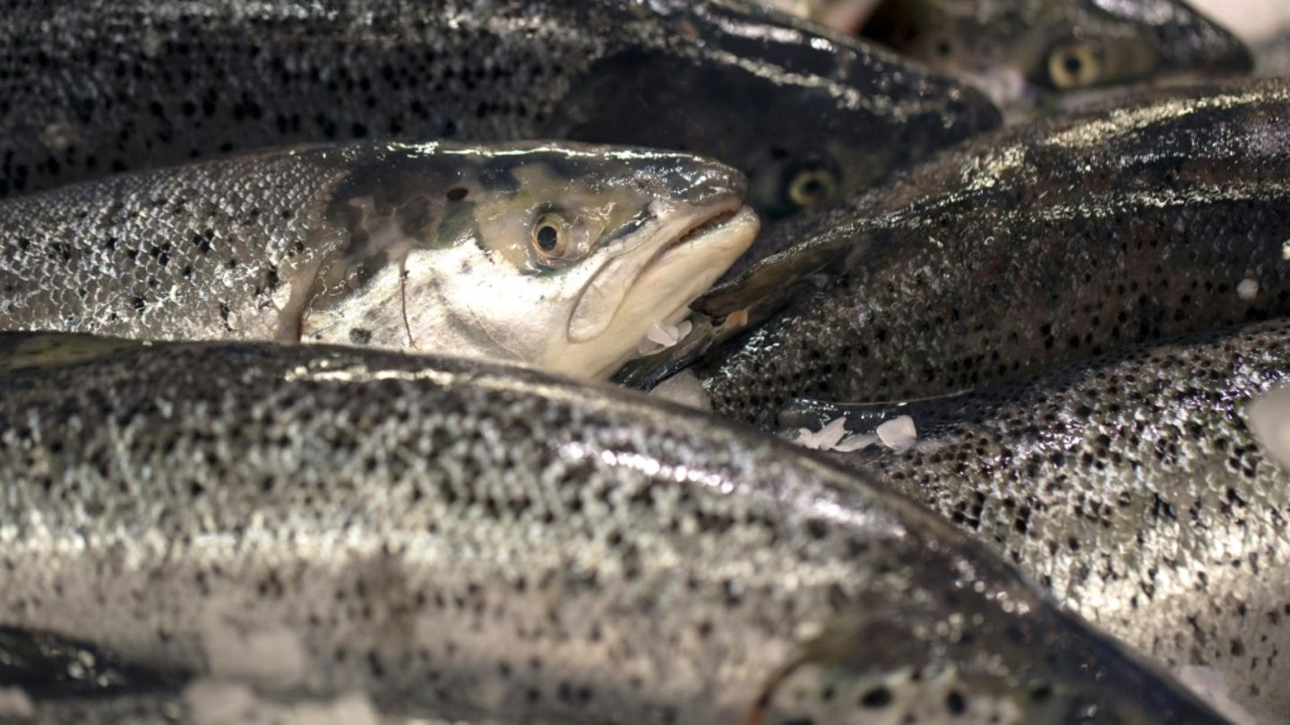 Betrug mit Angelurlauben in Norwegen: Durchsuchungen in Sachsen und Niedersachsen