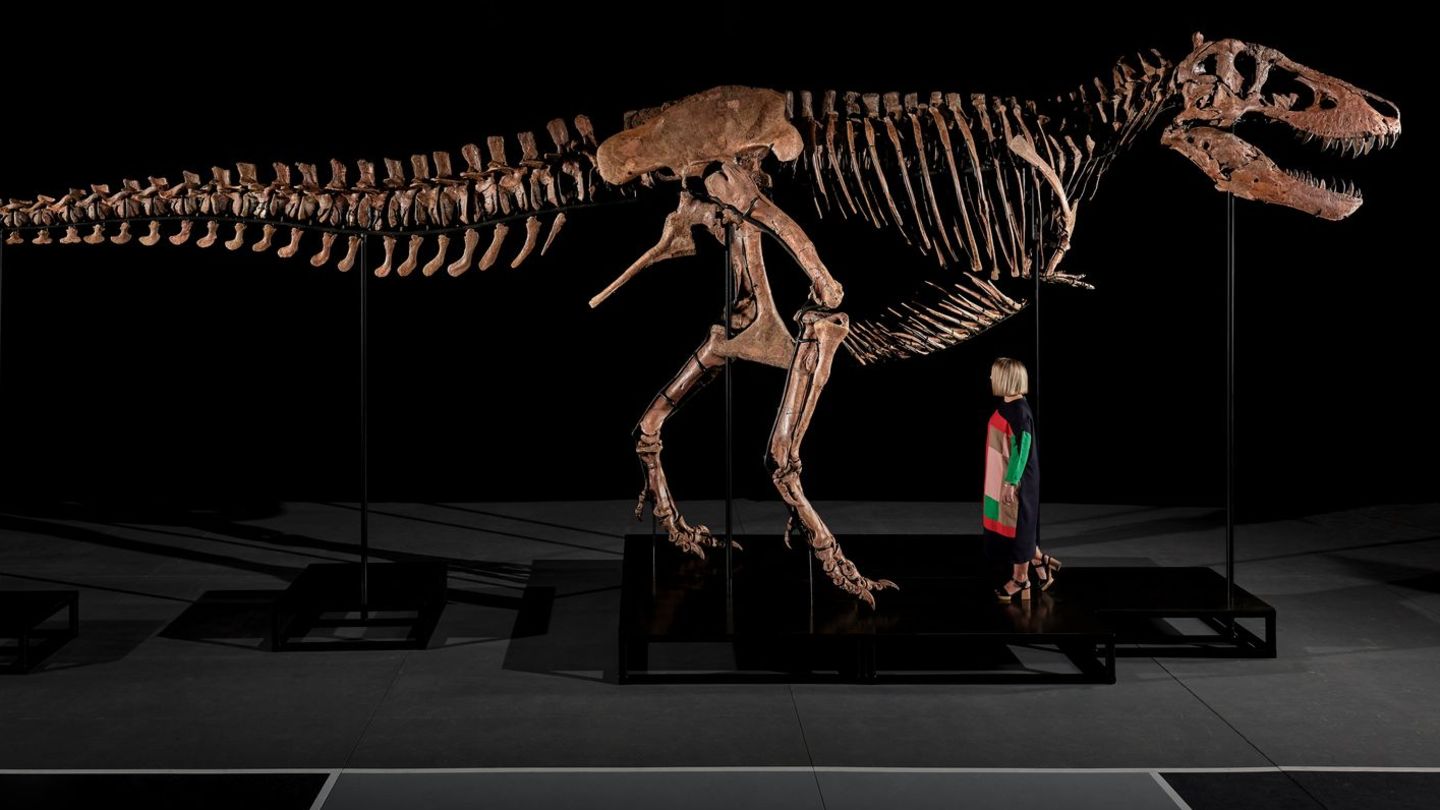 T-Rex skeleton auctioned for $50 million in New York