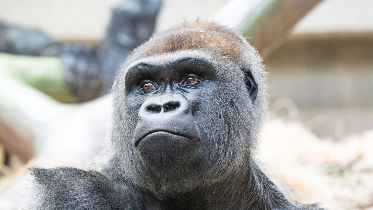 Gorilla im Zoo Basel tötet eigenes Baby – Mutter trägt es weiter