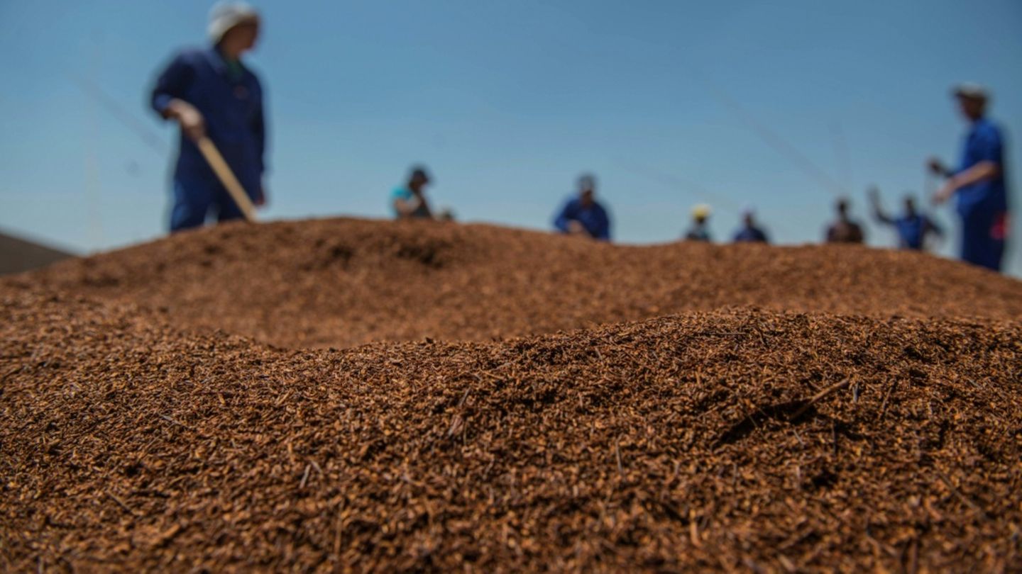 Südafrikanischer Rooibos-Tee reist zu Forschungszwecken ins All