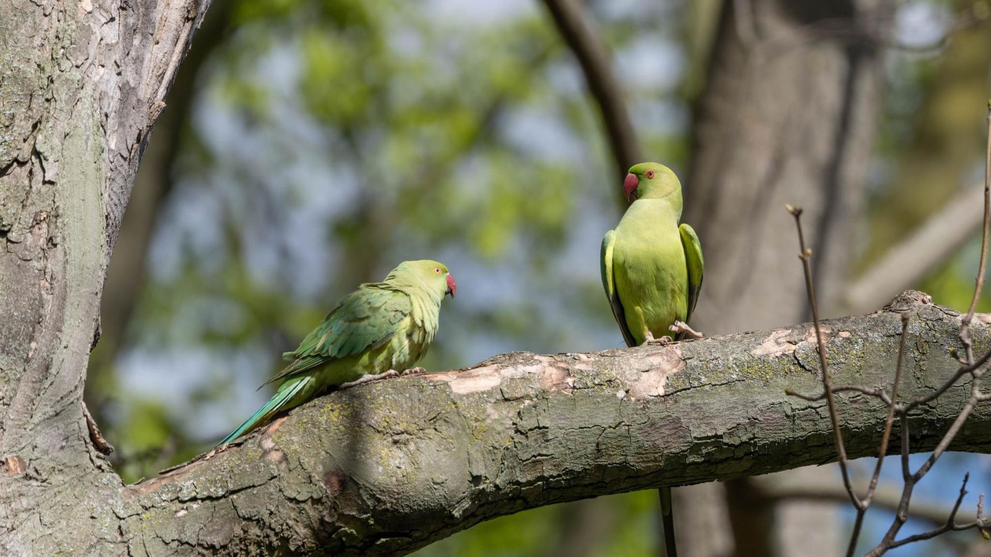 Natur: Warum gibt es in Deutschland so viele grüne Papageien?