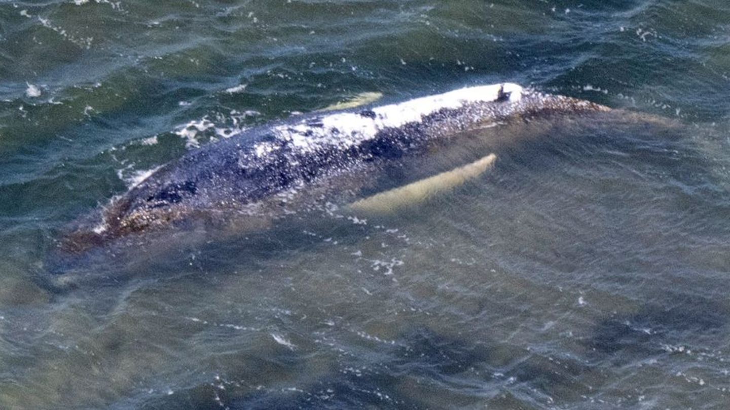Buckelwal in der Ostsee: Wal bei Heiligenhafen vor deutscher Ostseeküste gesichtet